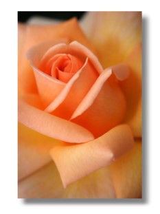 indiana wedding flowers