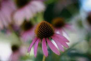 brown county wedding flowers