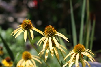 brown county wedding photos